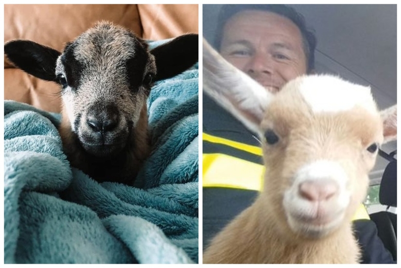 25 mullidas y lindas pruebas de que las cabras bebé pueden eclipsar a los gatitos y cachorros con su dulzura