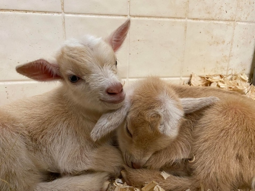 25 mullidas y lindas pruebas de que las cabras bebé pueden eclipsar a los gatitos y cachorros con su dulzura