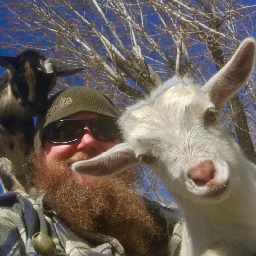 25 mullidas y lindas pruebas de que las cabras bebé pueden eclipsar a los gatitos y cachorros con su dulzura