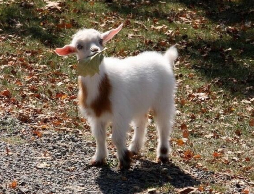 25 mullidas y lindas pruebas de que las cabras bebé pueden eclipsar a los gatitos y cachorros con su dulzura