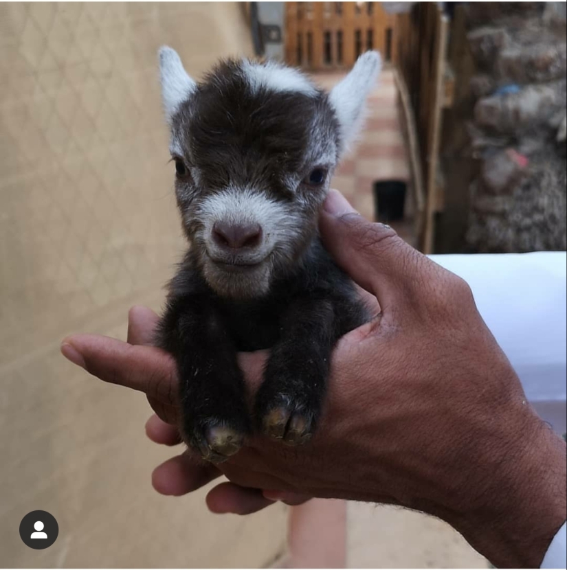 25 mullidas y lindas pruebas de que las cabras bebé pueden eclipsar a los gatitos y cachorros con su dulzura