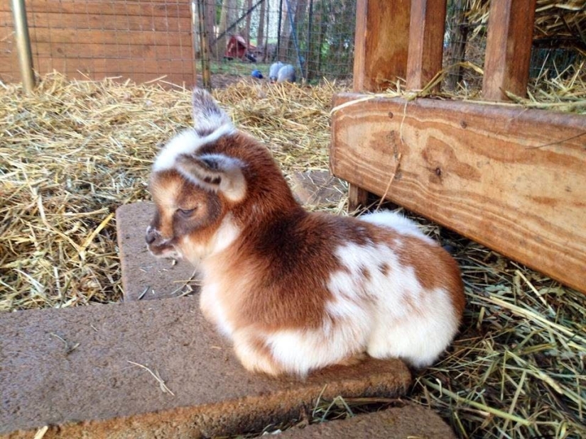 25 mullidas y lindas pruebas de que las cabras bebé pueden eclipsar a los gatitos y cachorros con su dulzura