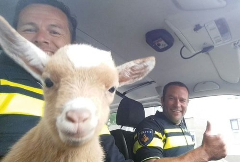 25 mullidas y lindas pruebas de que las cabras bebé pueden eclipsar a los gatitos y cachorros con su dulzura