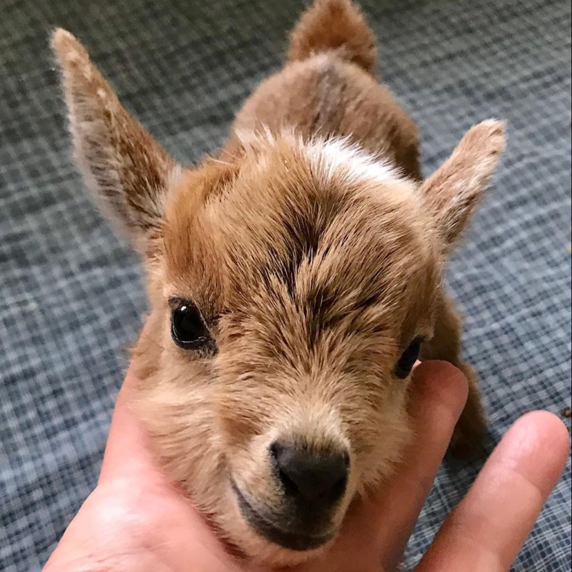 25 mullidas y lindas pruebas de que las cabras bebé pueden eclipsar a los gatitos y cachorros con su dulzura