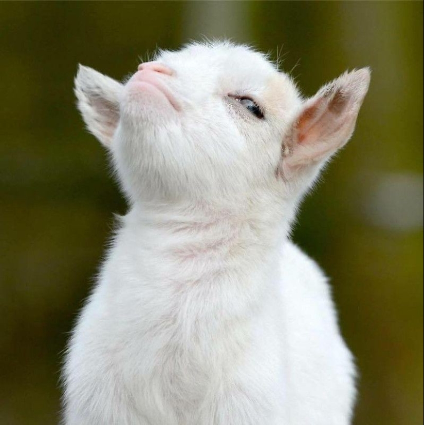 25 mullidas y lindas pruebas de que las cabras bebé pueden eclipsar a los gatitos y cachorros con su dulzura