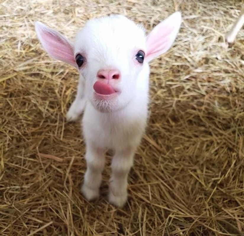 25 mullidas y lindas pruebas de que las cabras bebé pueden eclipsar a los gatitos y cachorros con su dulzura