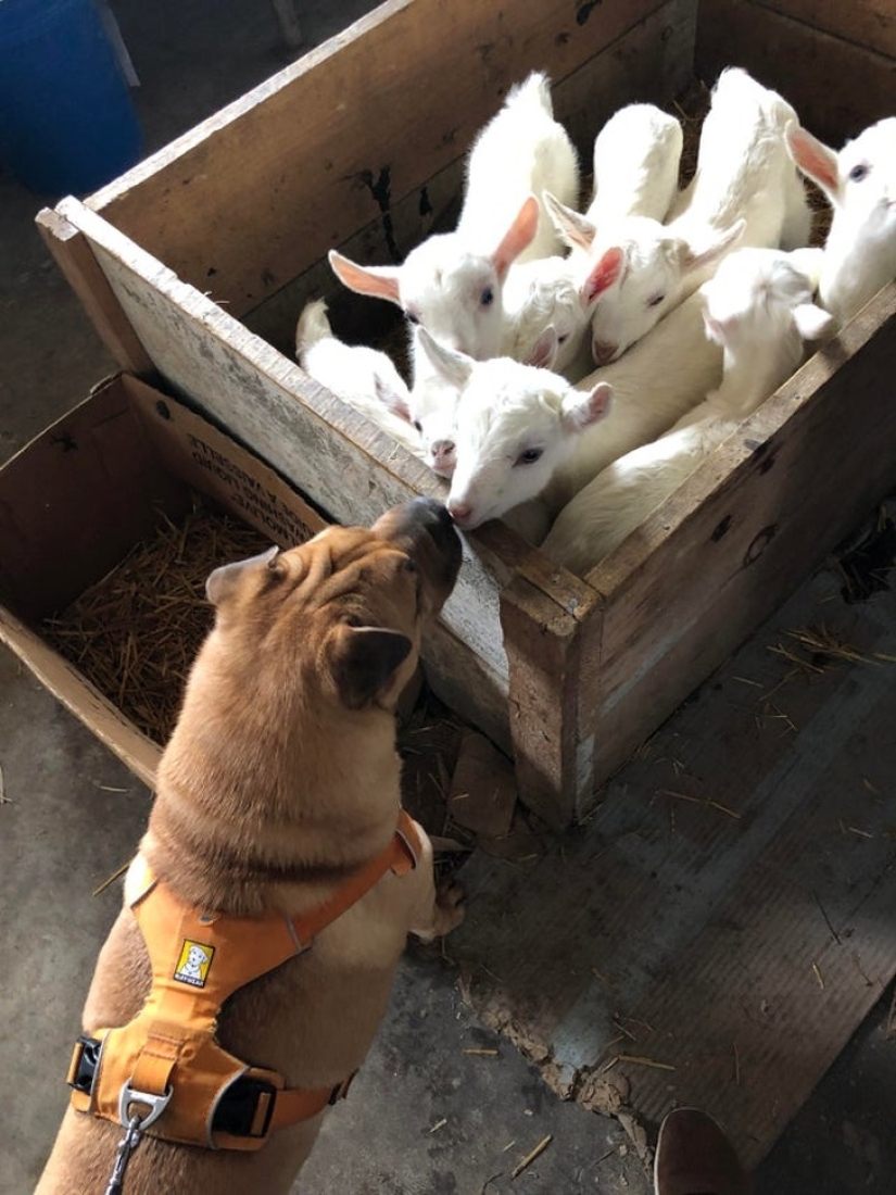 25 mullidas y lindas pruebas de que las cabras bebé pueden eclipsar a los gatitos y cachorros con su dulzura