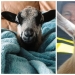 25 mullidas y lindas pruebas de que las cabras bebé pueden eclipsar a los gatitos y cachorros con su dulzura 25 mullidas y lindas pruebas de que las cabras bebé pueden eclipsar a los gatitos y cachorros con su dulzura