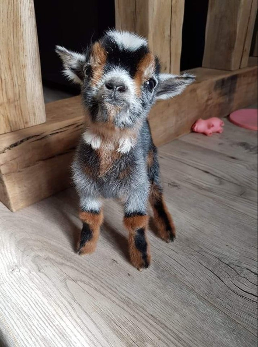 25 mullidas y lindas pruebas de que las cabras bebé pueden eclipsar a los gatitos y cachorros con su dulzura
