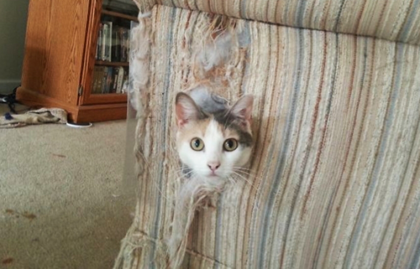 25 people who left their furry ones at home alone and bitterly regretted it 25 people who left their furry ones at home alone and bitterly regretted it