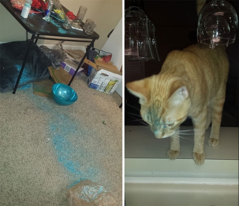 25 people who left their furry ones at home alone and bitterly regretted it 25 people who left their furry ones at home alone and bitterly regretted it
