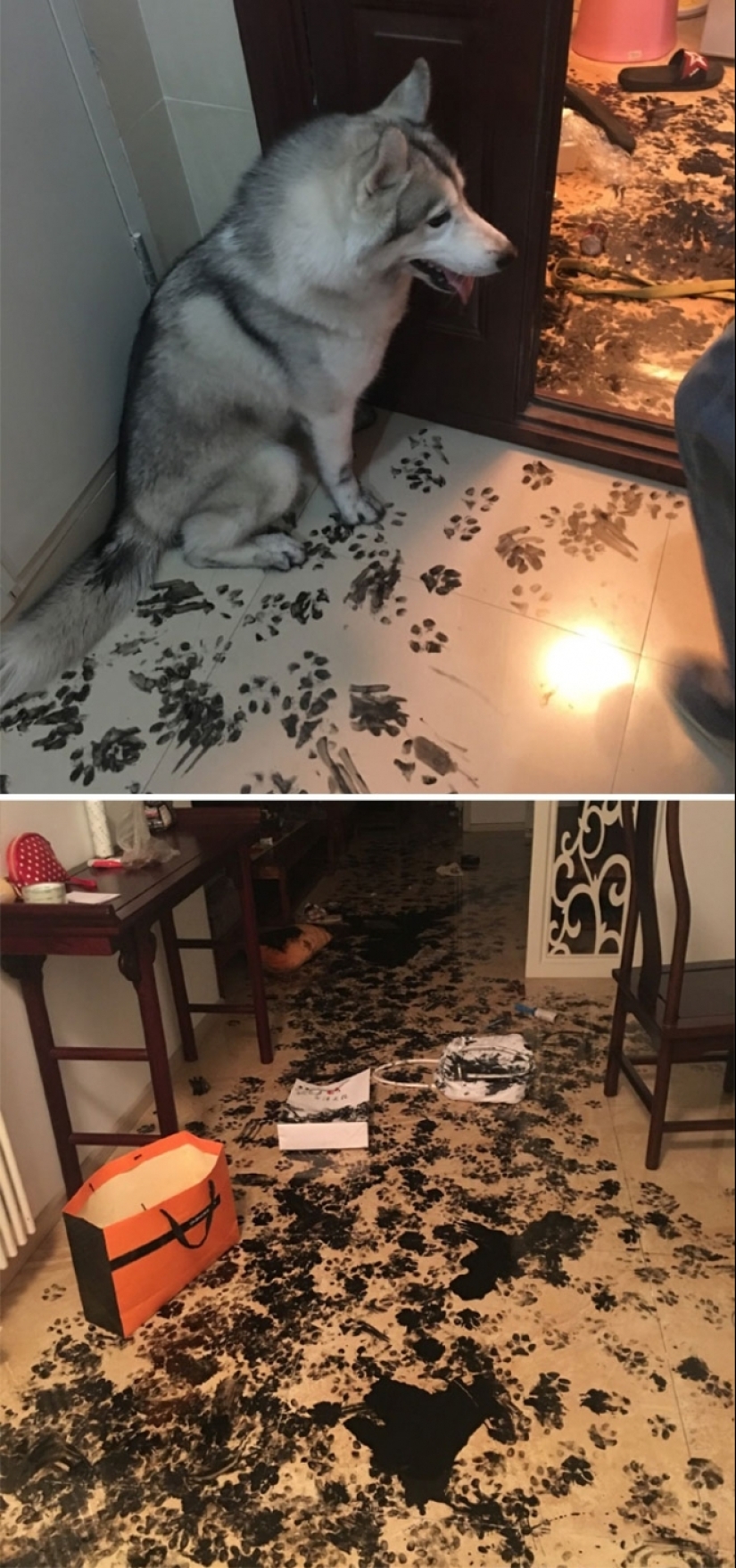 25 people who left their furry ones at home alone and bitterly regretted it 25 people who left their furry ones at home alone and bitterly regretted it
