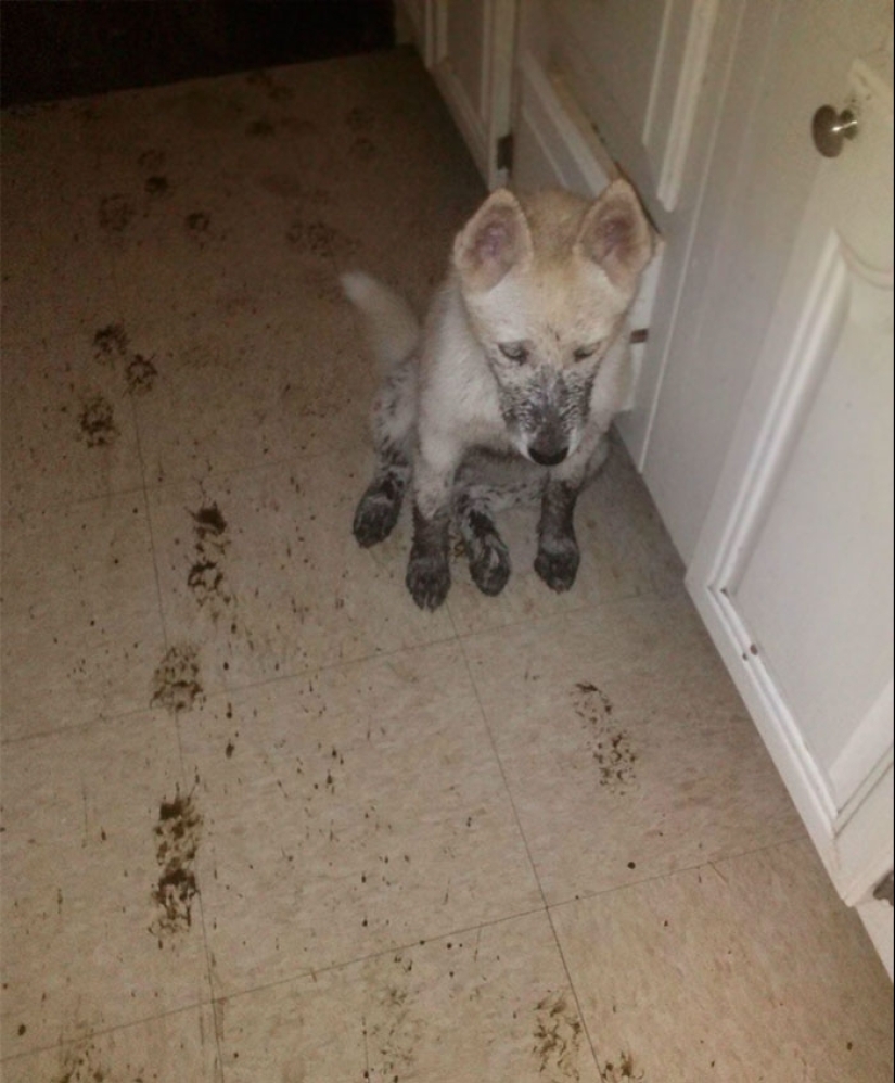 25 people who left their furry ones at home alone and bitterly regretted it 25 people who left their furry ones at home alone and bitterly regretted it