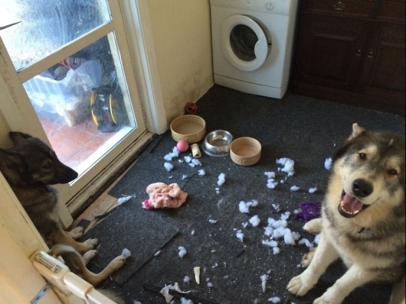 25 people who left their furry ones at home alone and bitterly regretted it 25 people who left their furry ones at home alone and bitterly regretted it