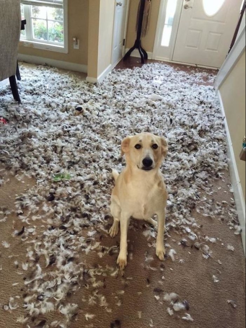 25 people who left their furry ones at home alone and bitterly regretted it 25 people who left their furry ones at home alone and bitterly regretted it