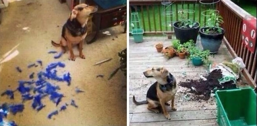 25 people who left their furry ones at home alone and bitterly regretted it 25 people who left their furry ones at home alone and bitterly regretted it