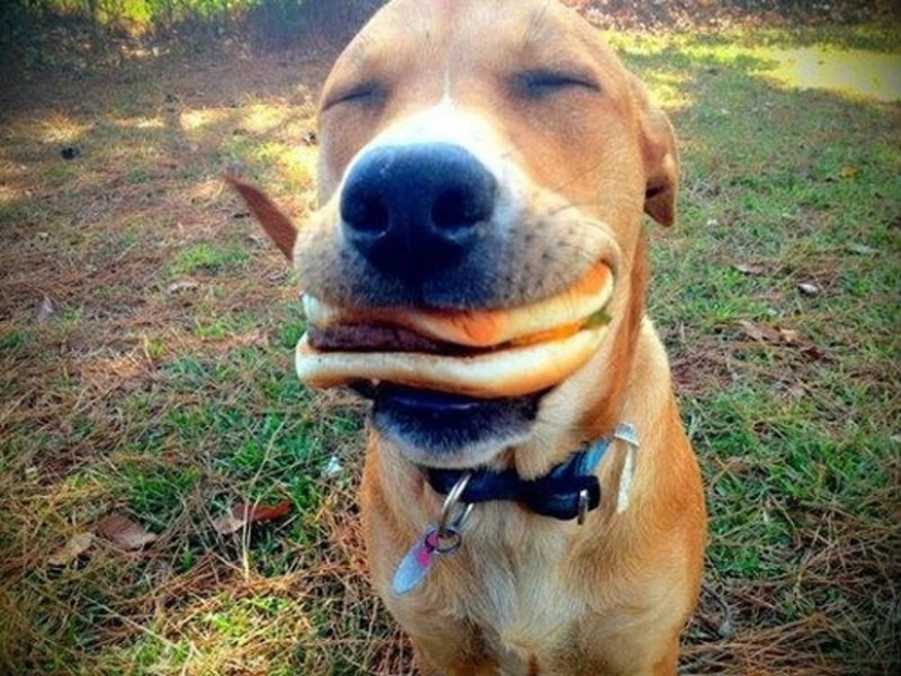 25 perros que harán de su día más feliz