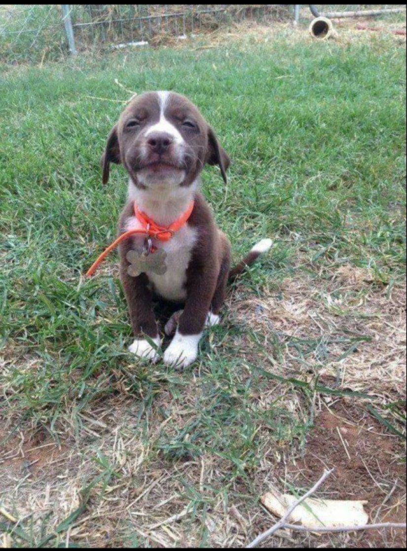 25 perros que harán de su día más feliz