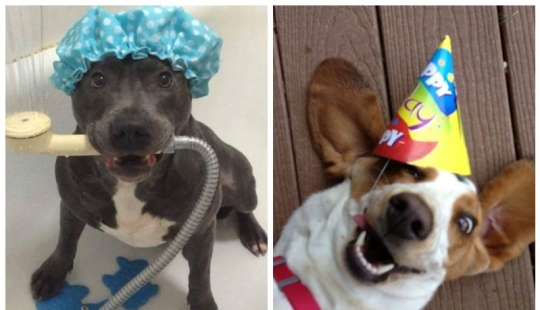 25 perros que harán de su día más feliz