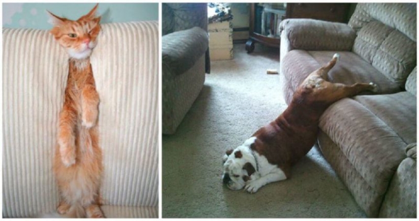 25 Pets that have no idea how the furniture 25 Pets that have no idea how the furniture