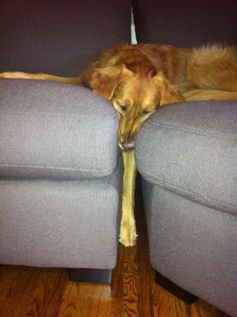 25 Pets that have no idea how the furniture 25 Pets that have no idea how the furniture