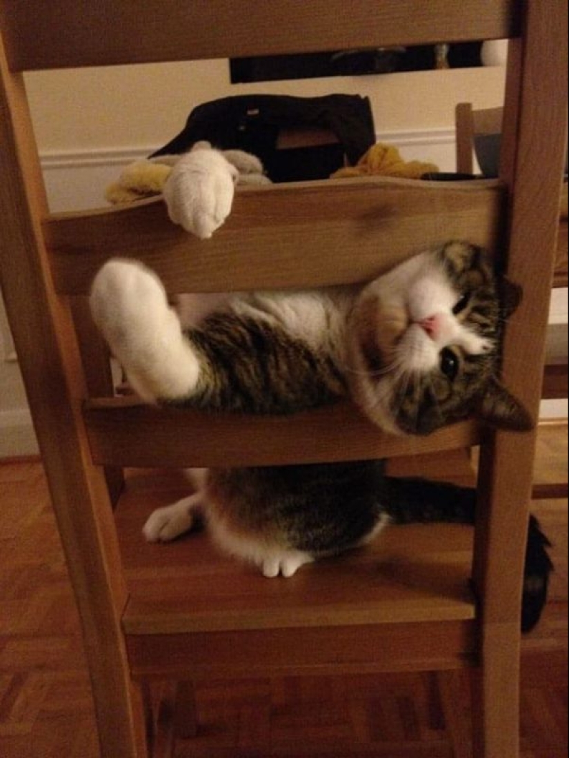 25 Pets that have no idea how the furniture 25 Pets that have no idea how the furniture