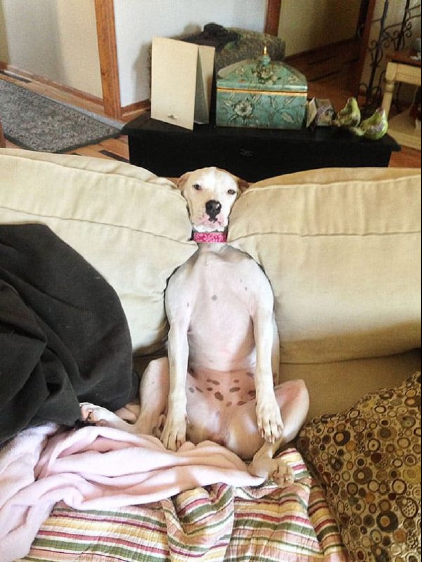 25 Pets that have no idea how the furniture 25 Pets that have no idea how the furniture