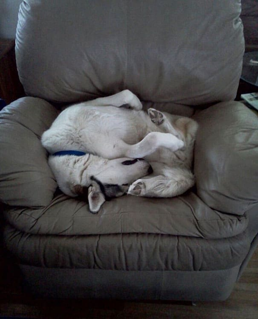 25 Pets that have no idea how the furniture 25 Pets that have no idea how the furniture