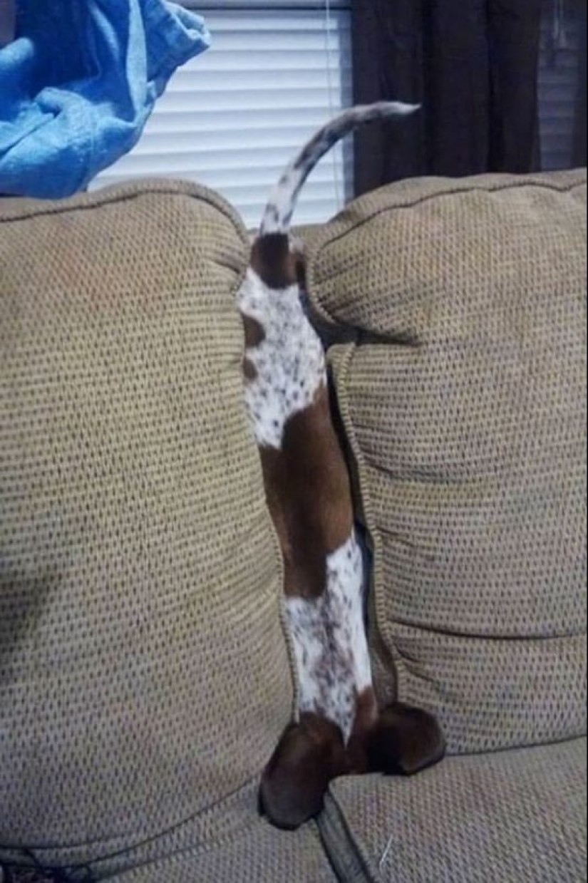 25 Pets that have no idea how the furniture 25 Pets that have no idea how the furniture