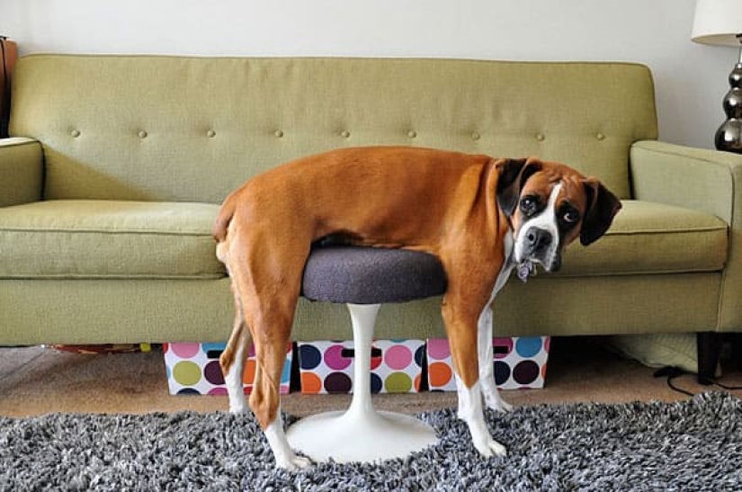 25 Pets that have no idea how the furniture 25 Pets that have no idea how the furniture