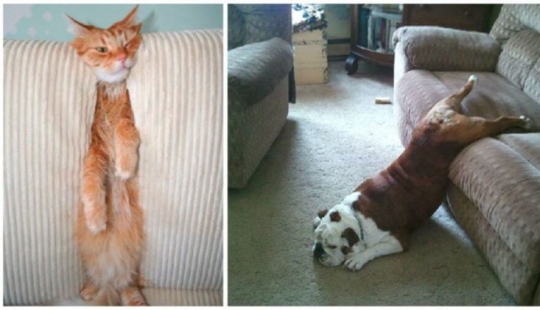 25 Pets that have no idea how the furniture