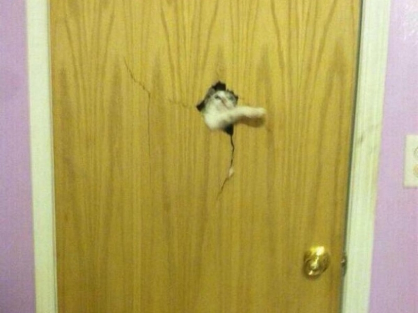 25 pets that need to get inside right now 25 pets that need to get inside right now