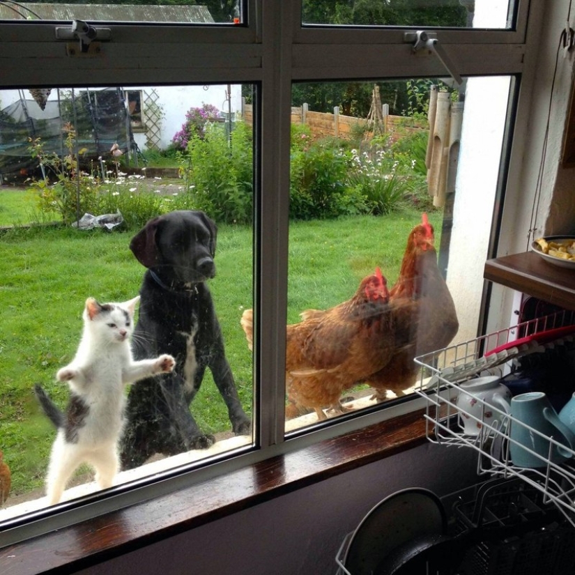 25 pets that need to get inside right now 25 pets that need to get inside right now