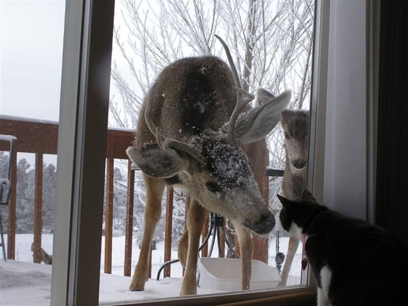 25 pets that need to get inside right now 25 pets that need to get inside right now