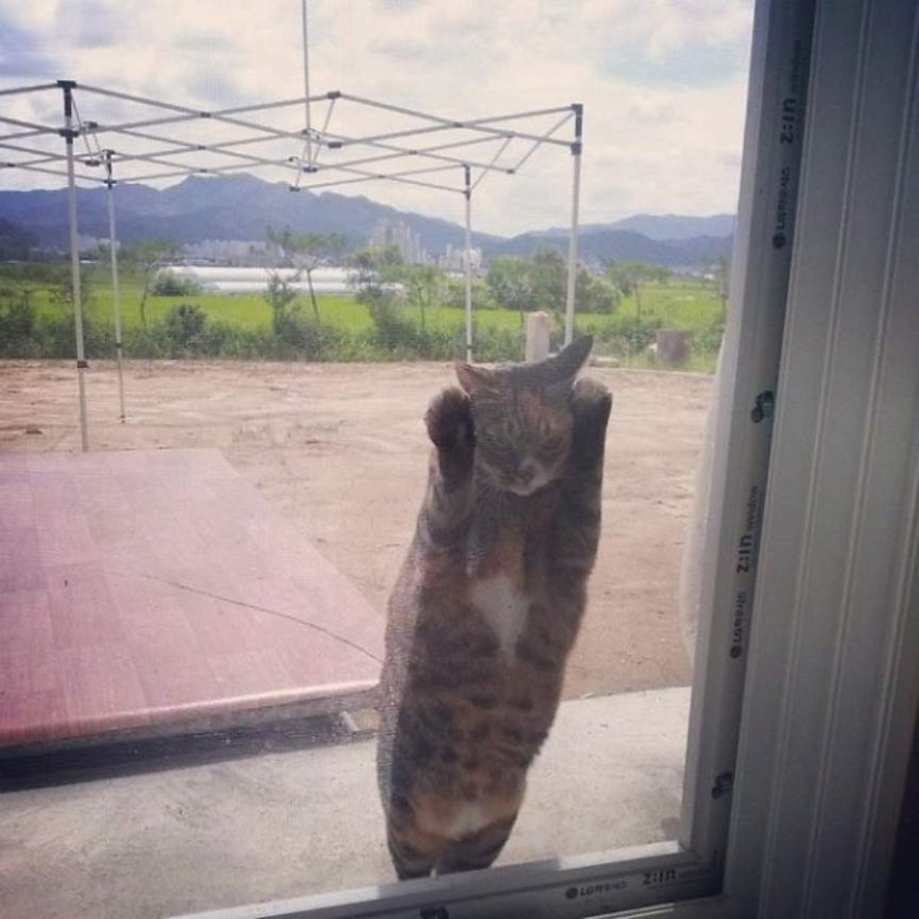25 pets that need to get inside right now 25 pets that need to get inside right now
