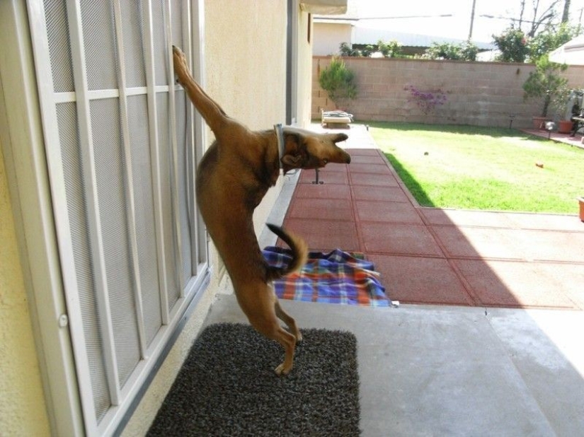 25 pets that need to get inside right now 25 pets that need to get inside right now