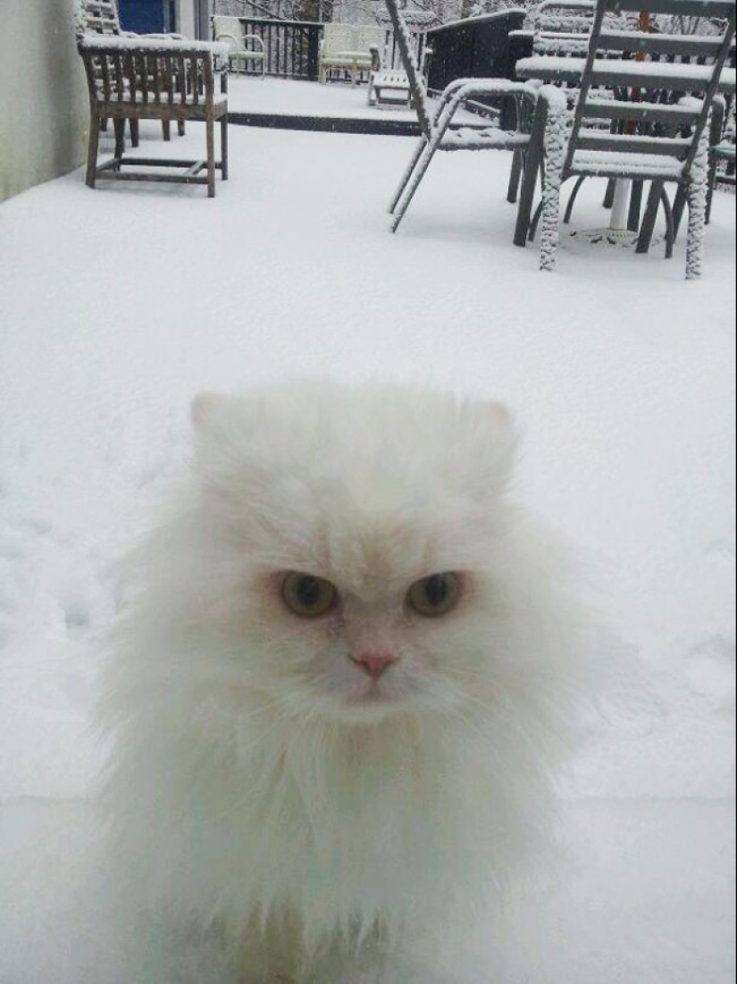 25 pets that need to get inside right now 25 pets that need to get inside right now
