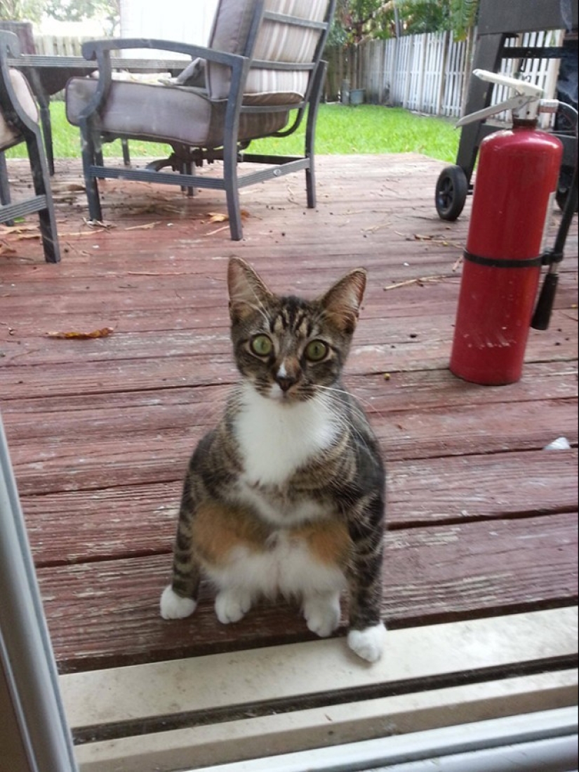 25 pets that need to get inside right now 25 pets that need to get inside right now