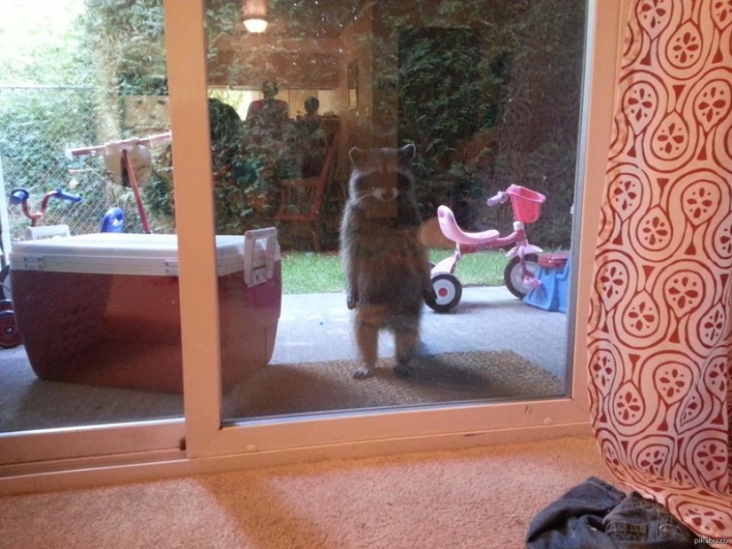 25 pets that need to get inside right now 25 pets that need to get inside right now