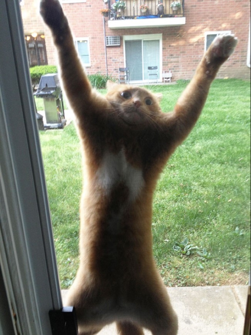 25 pets that need to get inside right now 25 pets that need to get inside right now
