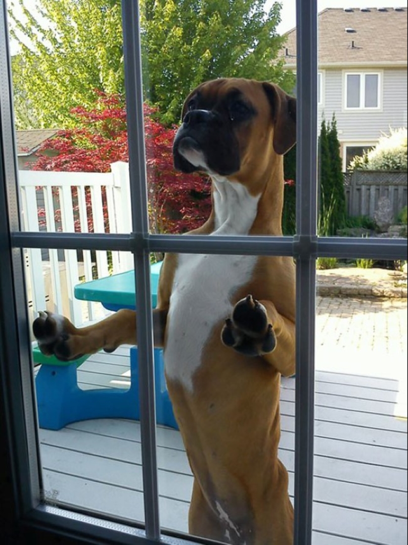 25 pets that need to get inside right now 25 pets that need to get inside right now