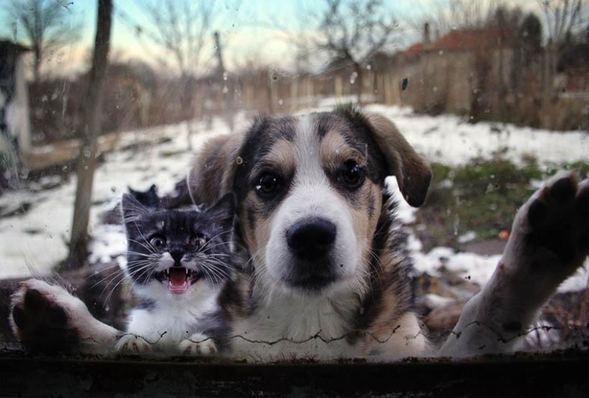 25 pets that need to get inside right now 25 pets that need to get inside right now