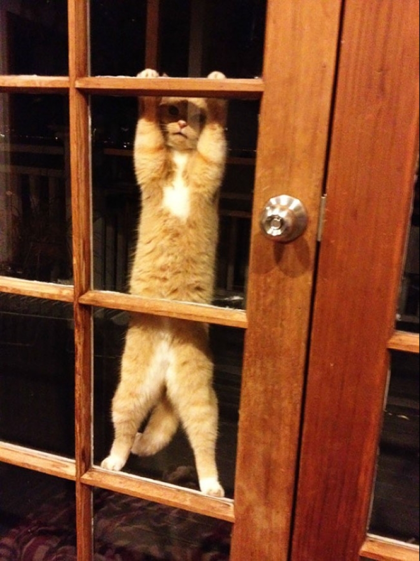 25 pets that need to get inside right now 25 pets that need to get inside right now