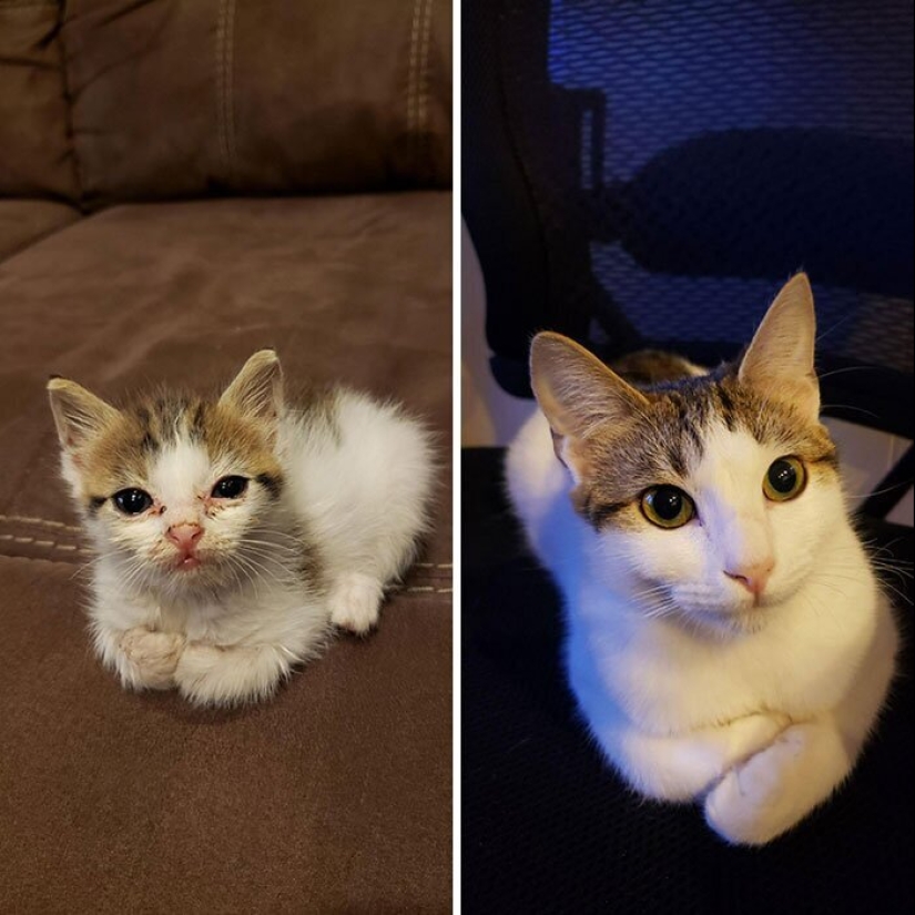 25 photos of cats before and after they were picked up from the street