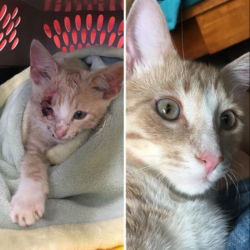 25 photos of cats before and after they were picked up from the street