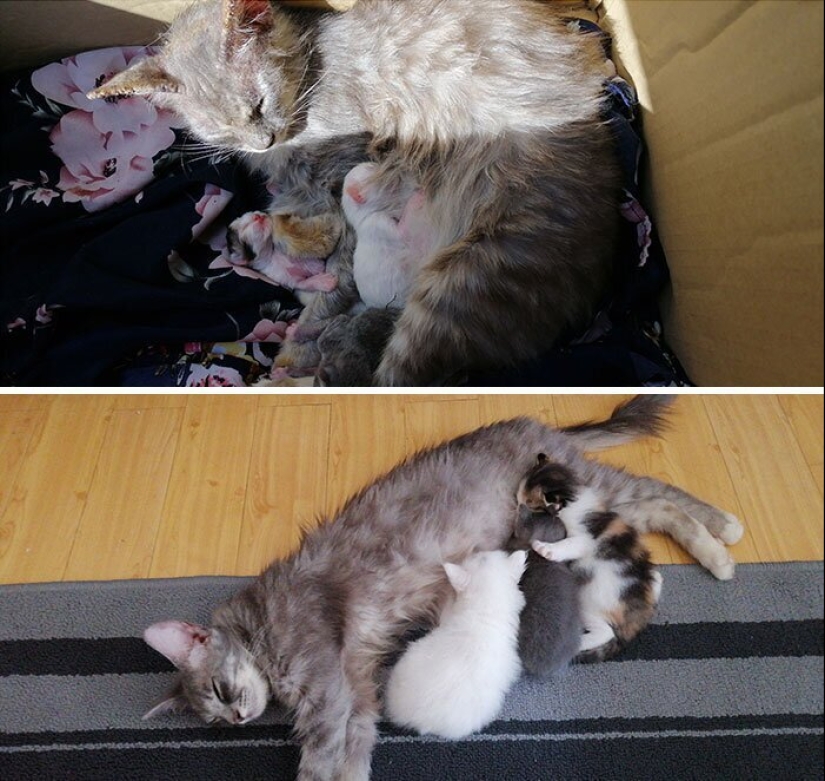 25 photos of cats before and after they were picked up from the street