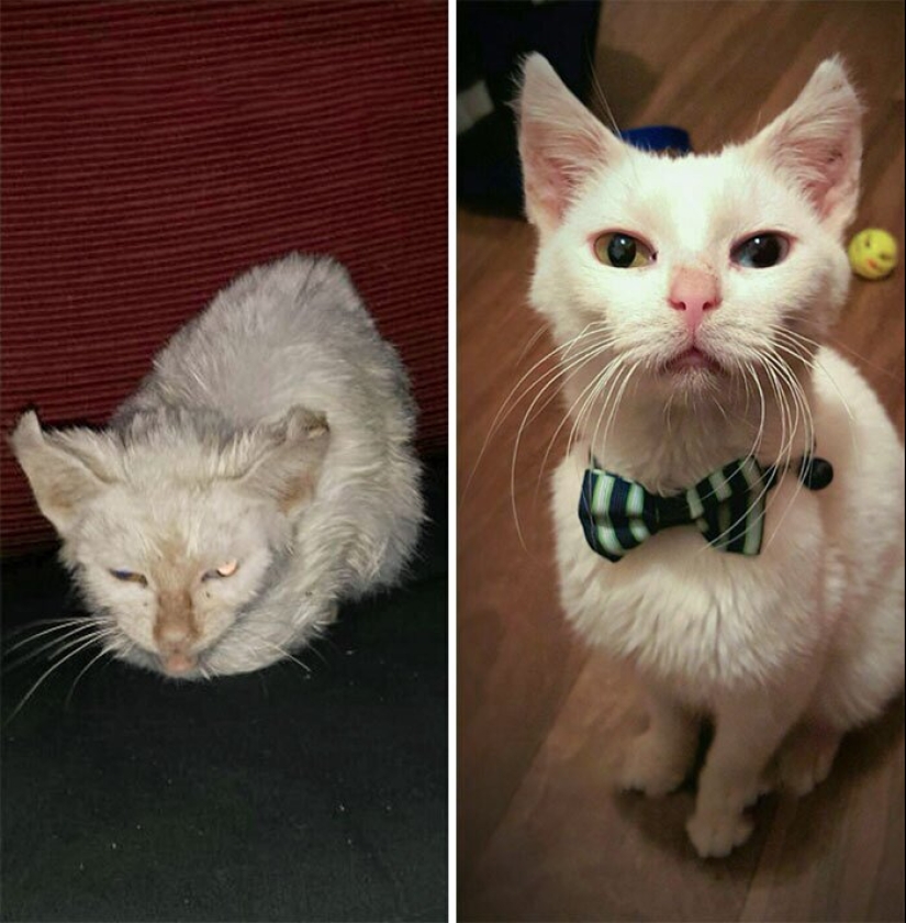 25 photos of cats before and after they were picked up from the street