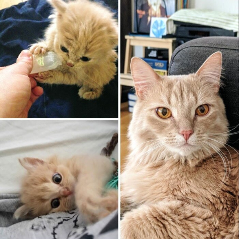 25 photos of cats before and after they were picked up from the street