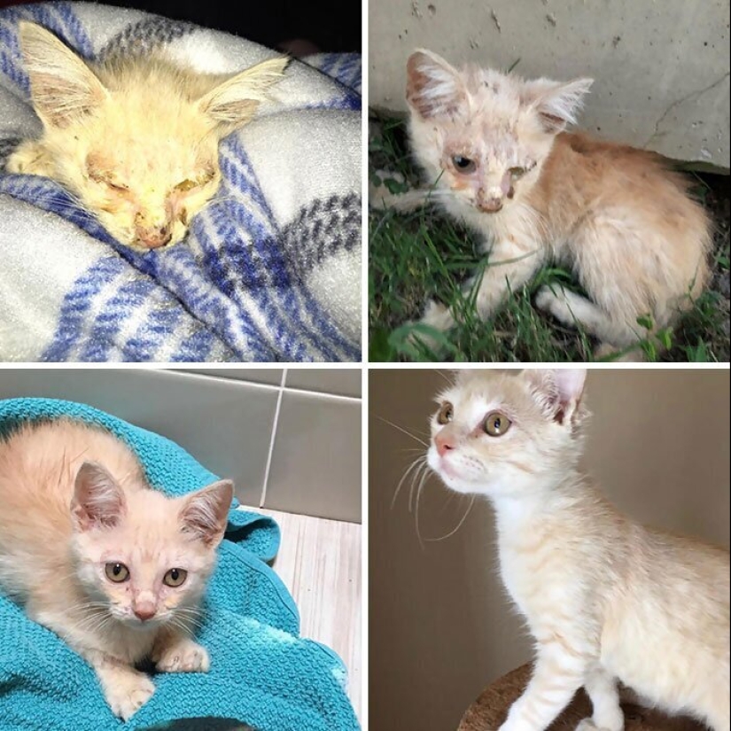 25 photos of cats before and after they were picked up from the street