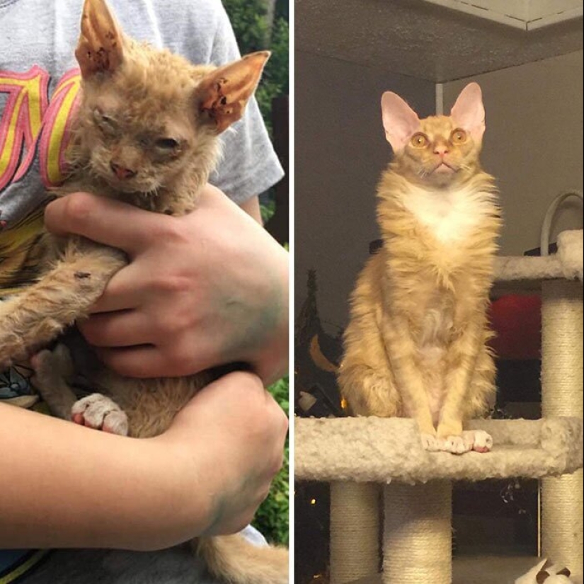 25 photos of cats before and after they were picked up from the street